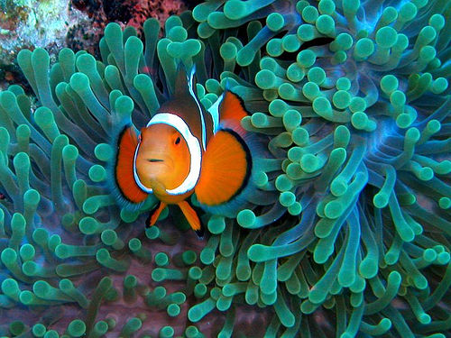 [Image: Clownfish2.jpg]