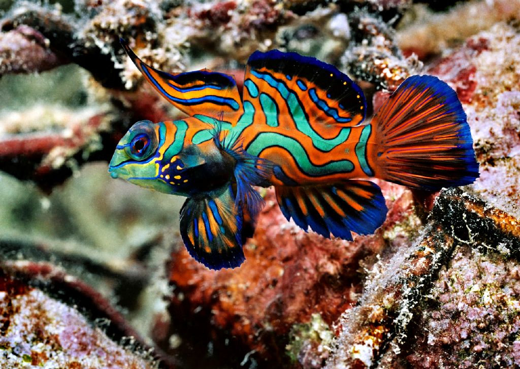 [Image: Mandarinfish1.jpg]