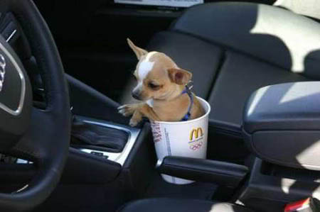 [Image: dog-cup-holder.jpg]