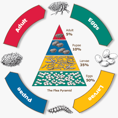 [Image: flea-tick-2.gif]