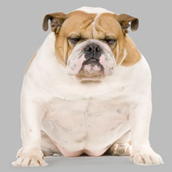 [Image: fat-dog.jpg]