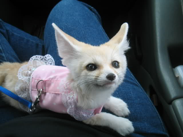[Image: fennec-fox-as-a-pet-unique-pets.jpg]